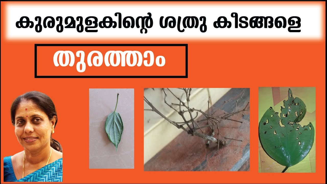 കുരുമുളകിന്റെ ശത്രു കീടങ്ങളെ തുരത്താം | Kurumulaku Krishi |  Malayalam