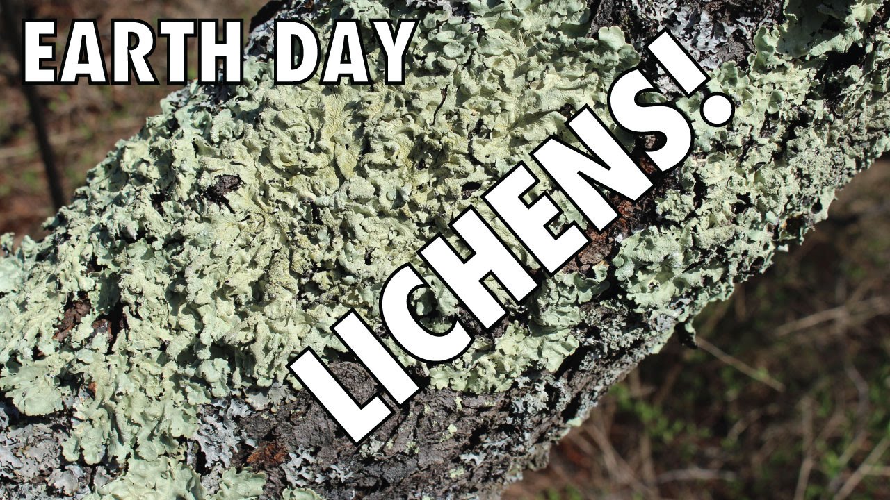 Earth Day: Lichen Love