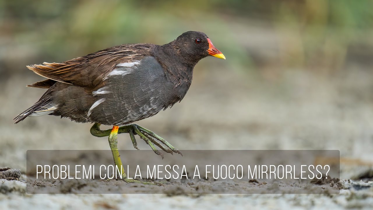 Problemi con la messa a fuoco mirrorless?