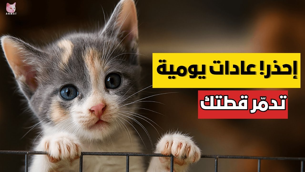 9 عادات يومية تدمّر مشاعر قطتك دون أن تدري | أخطاء شائعة في تربية القطط