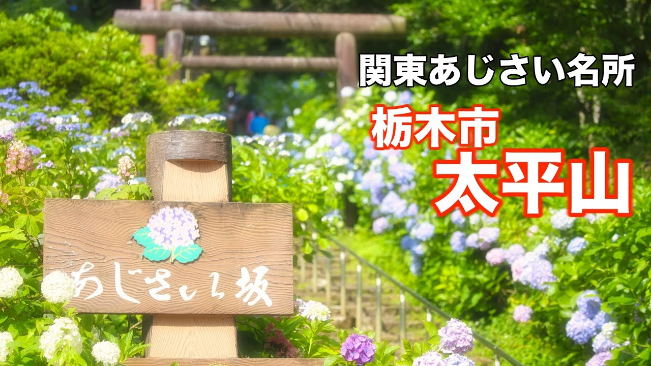 【関東あじさい名所】4K 人気の低山 太平山あじさい鑑賞ハイキング！