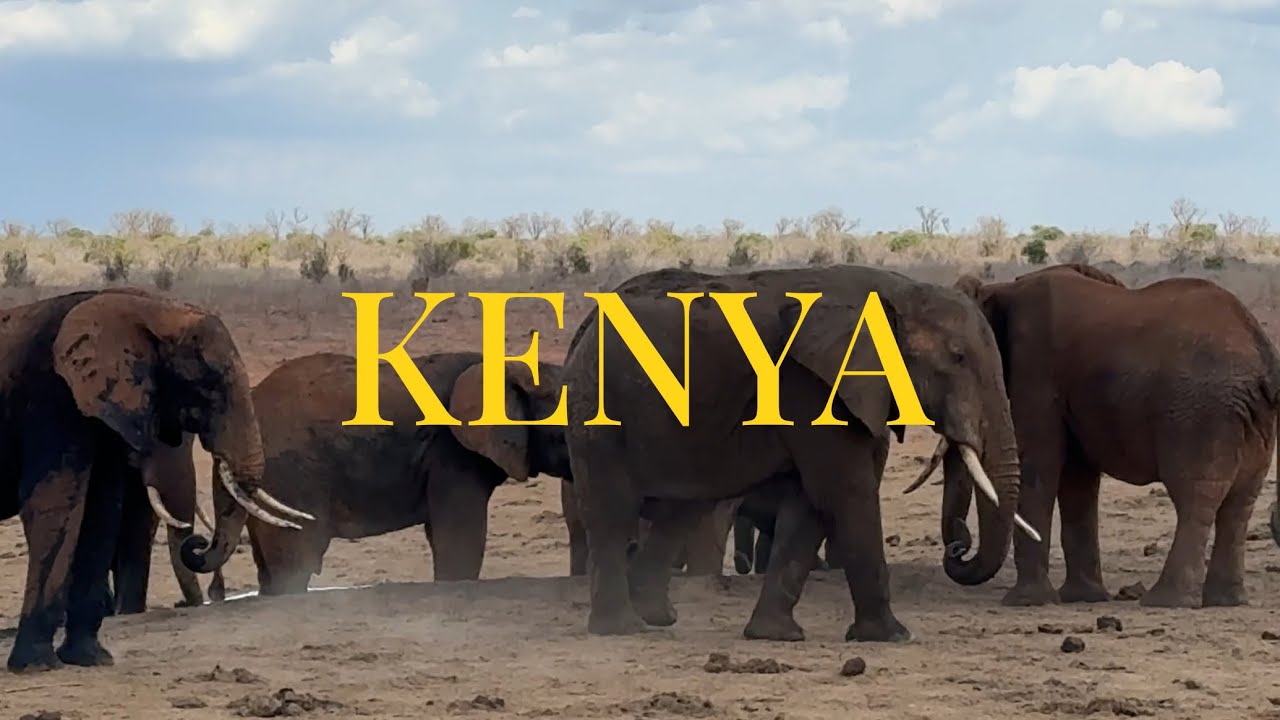 КЕНИЯ 2024. Сафари в Кении. Отдых на Diani Beach. Возможно ли отдохнуть в Кении бюджетно?