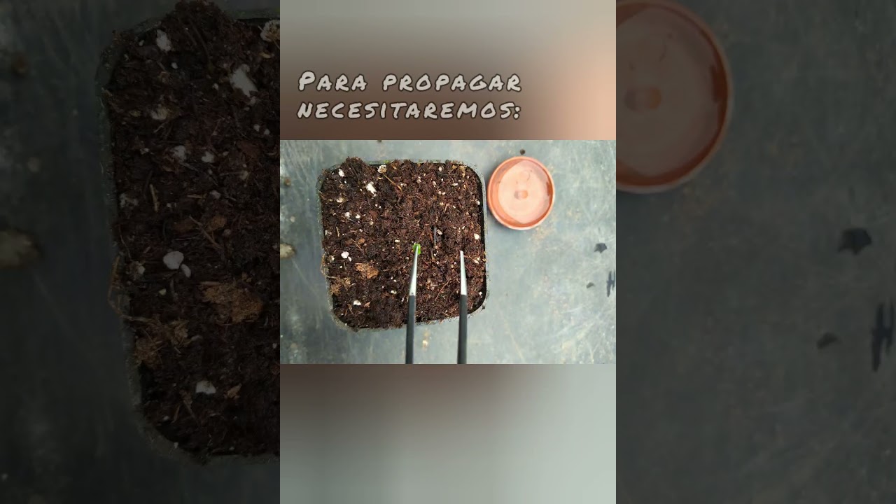 Propagaci&oacute;n de Drosera Scorpioides