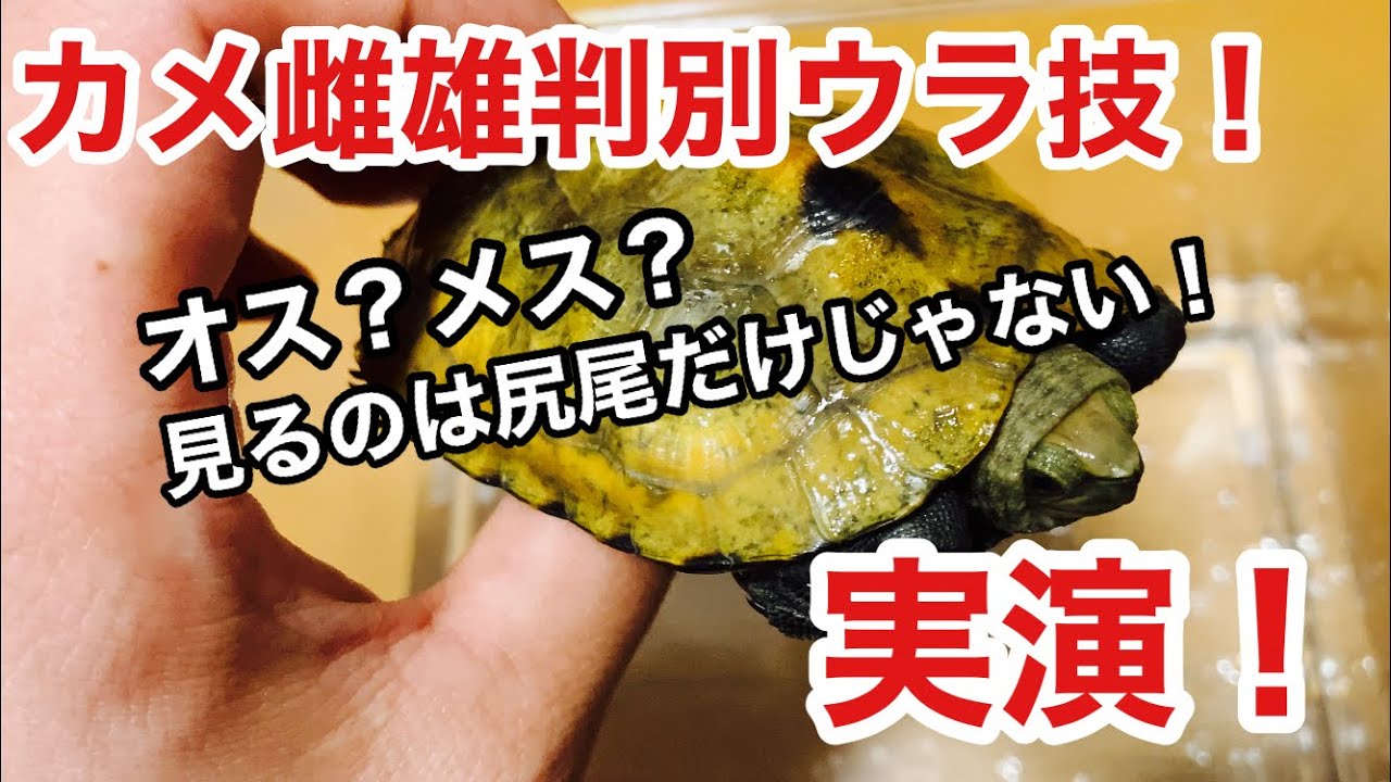 驚愕！カメの性別をイチ早く確定するテクニック紹介！