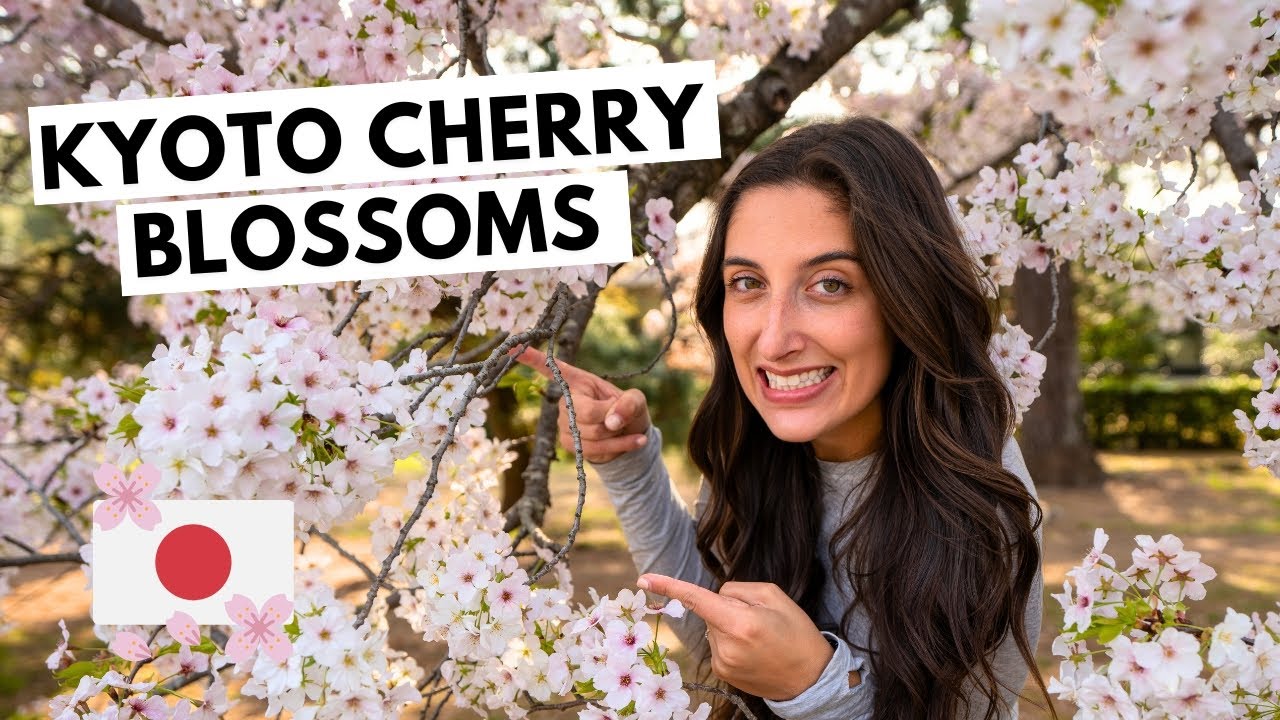 TOP 5 CHERRY BLOSSOM LOCATIONS you don't want to miss in KYOTO!