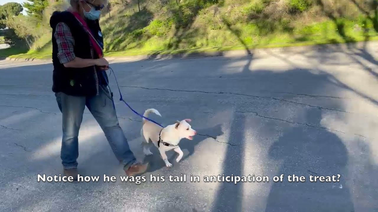 Using CounterConditioning and Desensitization to Help a Fearful Dog