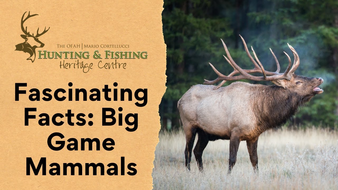 HFHC's Fascinating Facts: Big Game Mammals