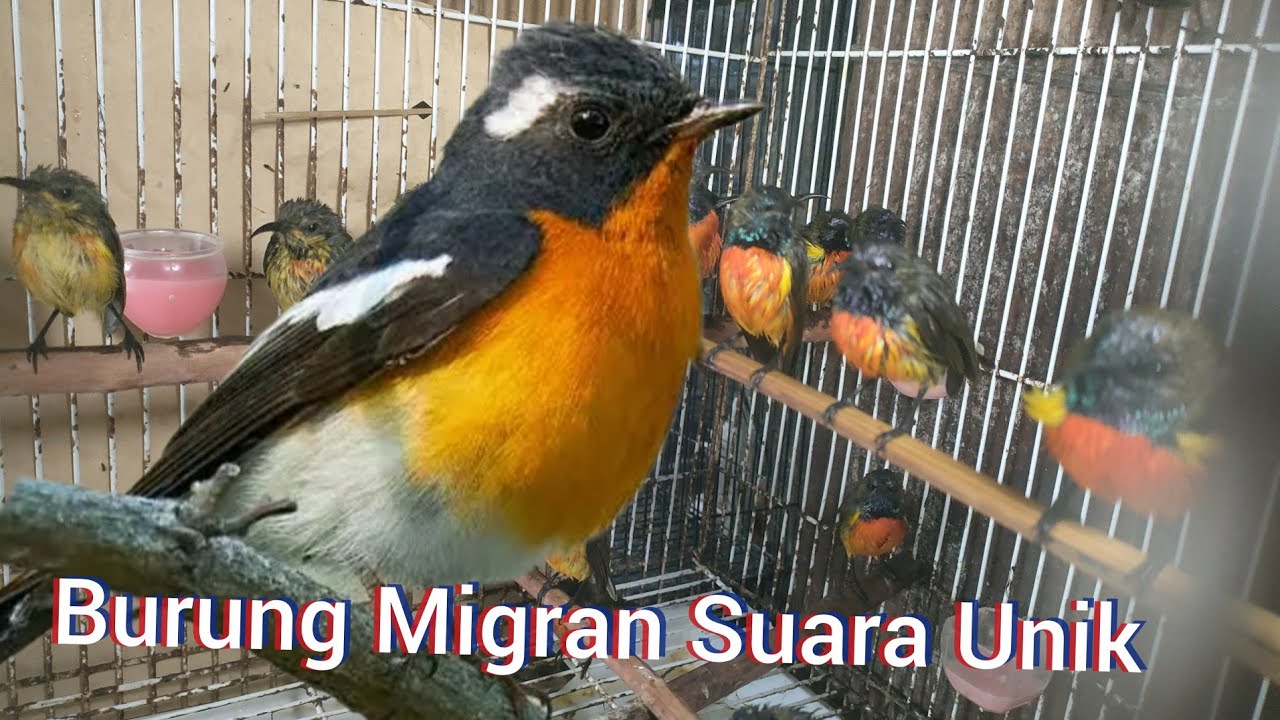 Burung Migran Suara Unik Warna Menarik 
