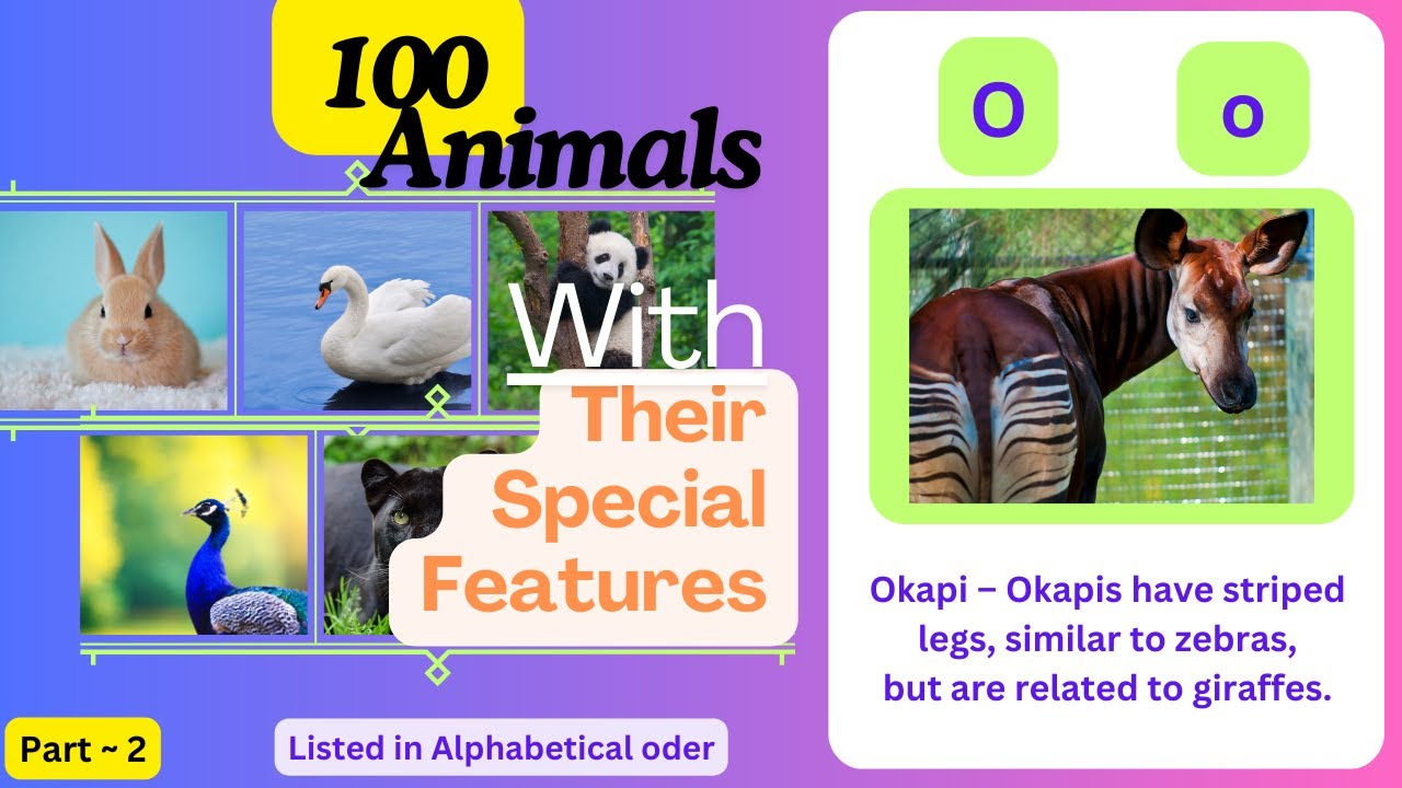 🐾 100 Amazing Animals and Their Special Features | Fun Animal Facts for Kids 🦁🐢