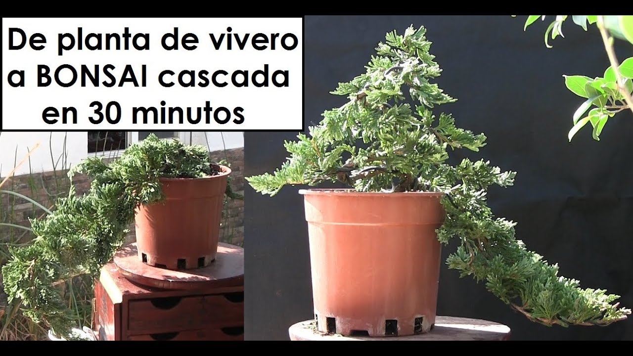 Cómo hacer bonsai en cascada en 30 minutos