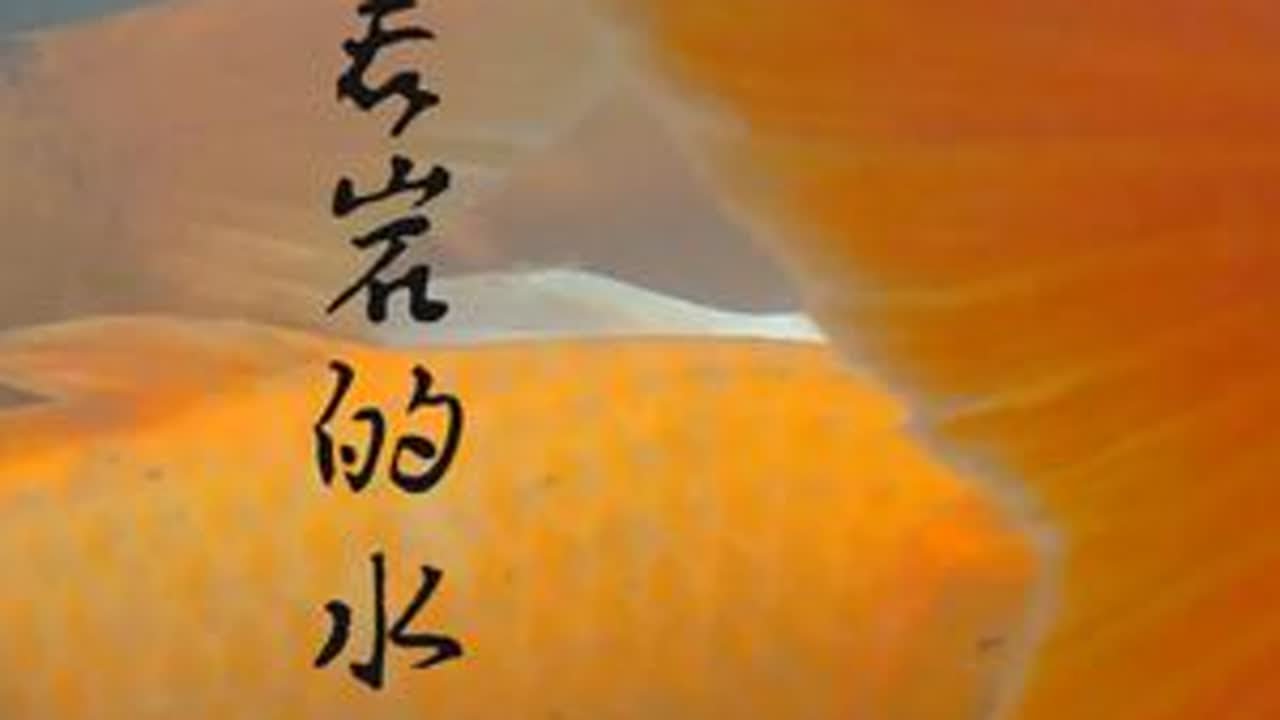 这些鱼缺维C，太胖了，肉不好吃 #楠溪水世界 #水下拍摄 #锦鲤 #胖鱼