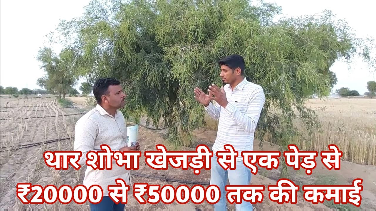 थार शोभा खेजड़ी से एक पेड़ से ₹20000 से ₹50000 तक की कमाई Thar sobha khejri  Bikaner खेजड़ी के पौधे