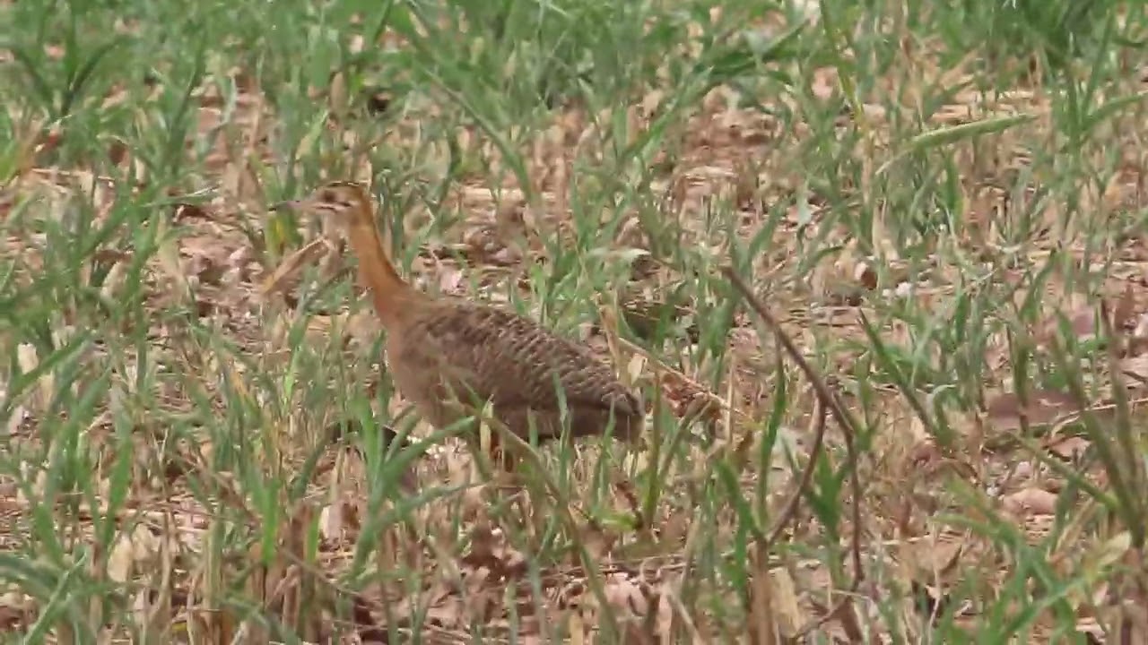 Fauna Rural Nº11 Perdiz(Rhynchotus rufescens), Red-winged Tinamou.