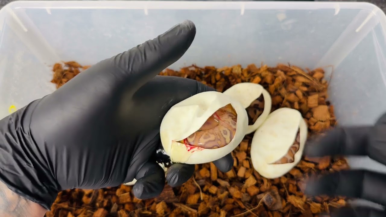 Cypress  Special Spotnose Fire Clown het Hypo Clutch! Amazing odds