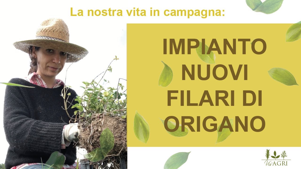 La nostra vita in campagna: moltiplicazione e nuovi filari di origano