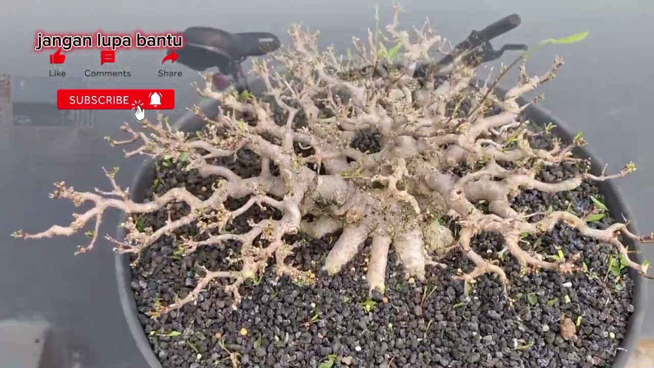 belajar cara program bonsaianting putri#bonsai anting putri mame#bonsaigayaformal#bonsai antingputri