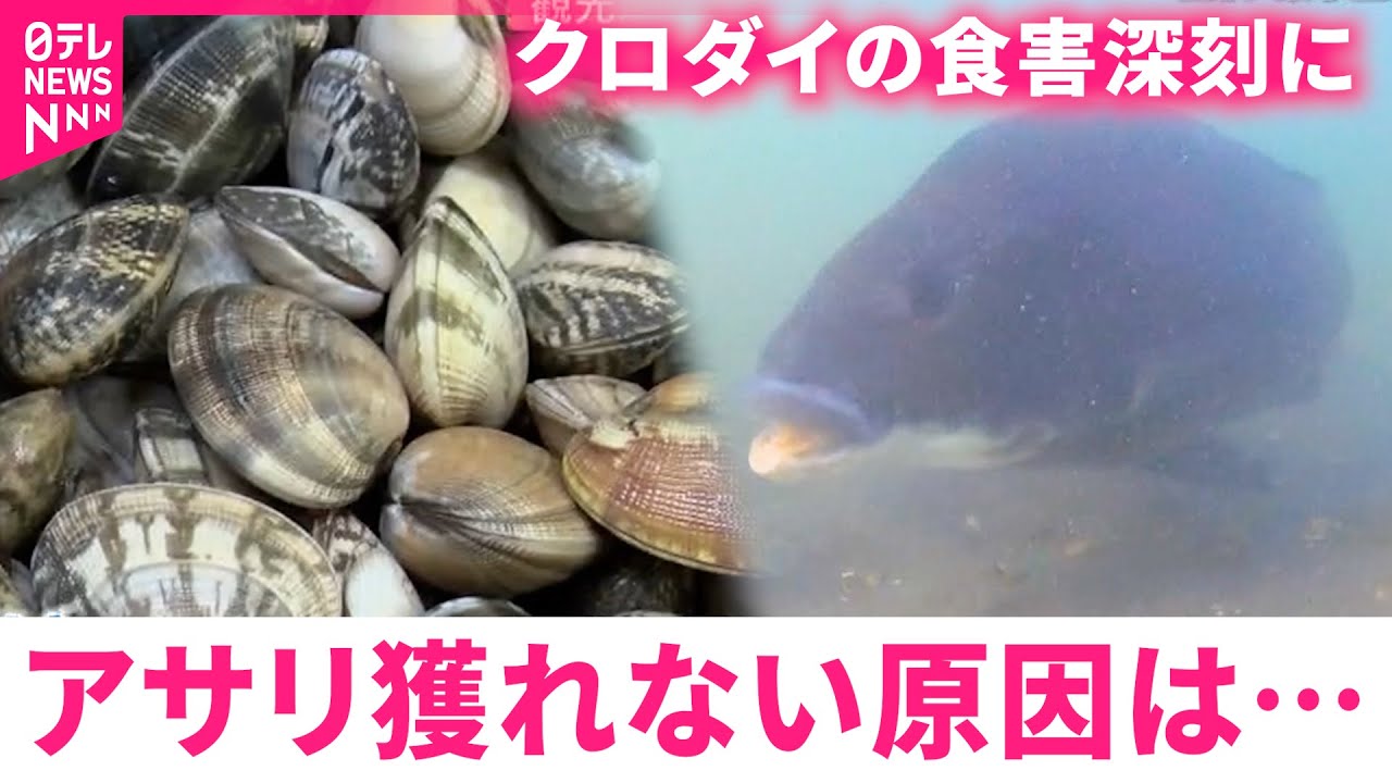 【激減】浜名湖のアサリが壊滅的… クロダイによる食害防ぐユニークな取り組み　静岡　NNNセレクション