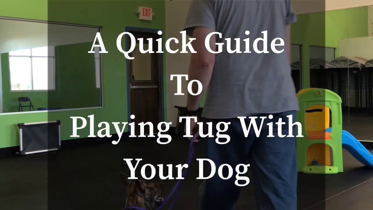 A quick guide to playing tug with your dog