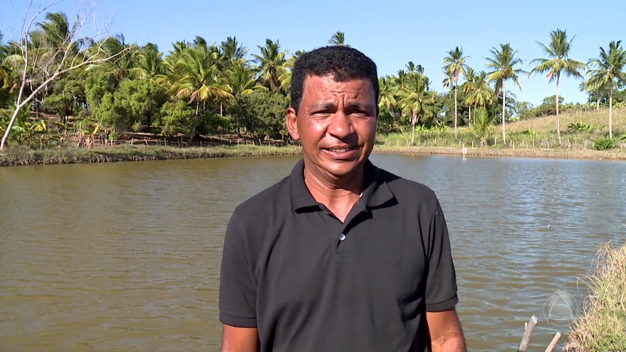 Técnica promete aumentar a produção no cultivo do camarão - Agro Atalaia