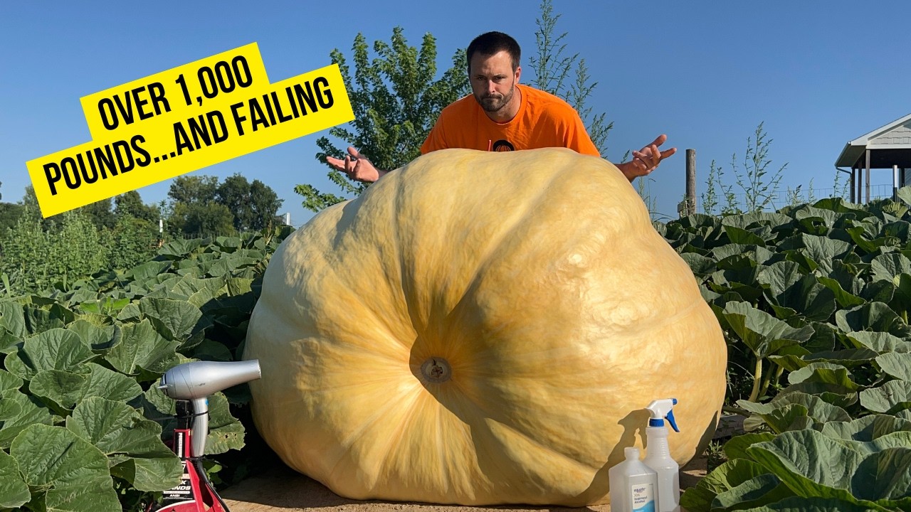 Giant Pumpkin Disaster: Can I Still Save It?