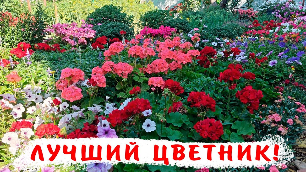 Клумбы с легким уходом! Как вырастить максимально красивый цветник с минимальным уходом!