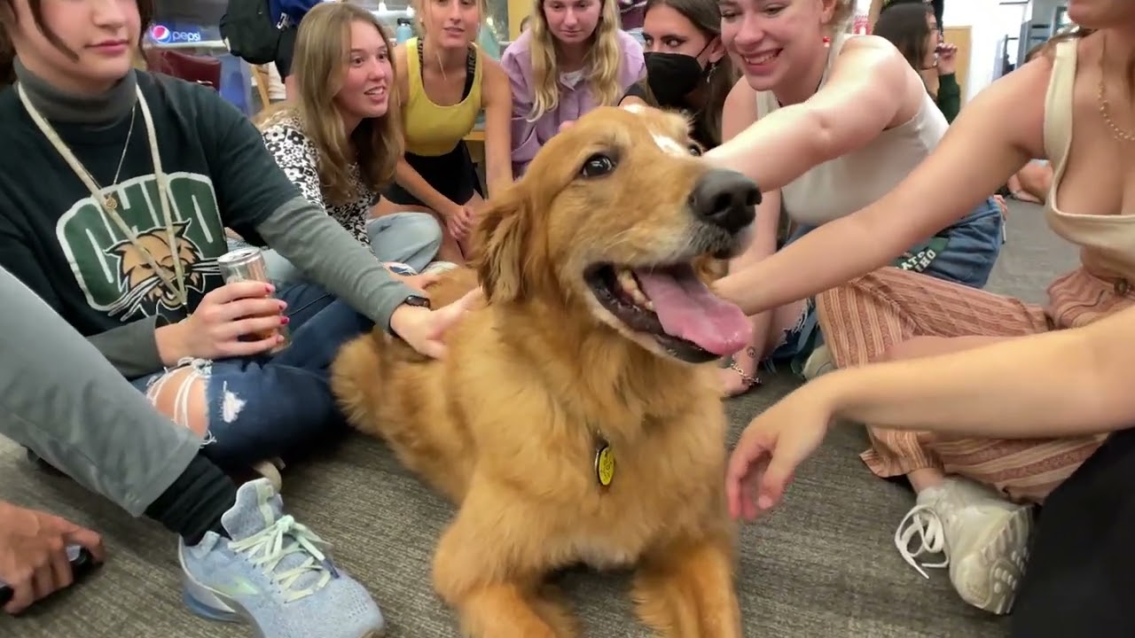 Alden Library hosts 'Therapy Dog Thursdays' to help support students