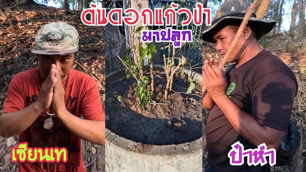 🌿ต้นดอกแก้วป่า🌿ใบพรางเพนียดนกเขาใหญ่🪴ปลูกที่บ้าน🏡