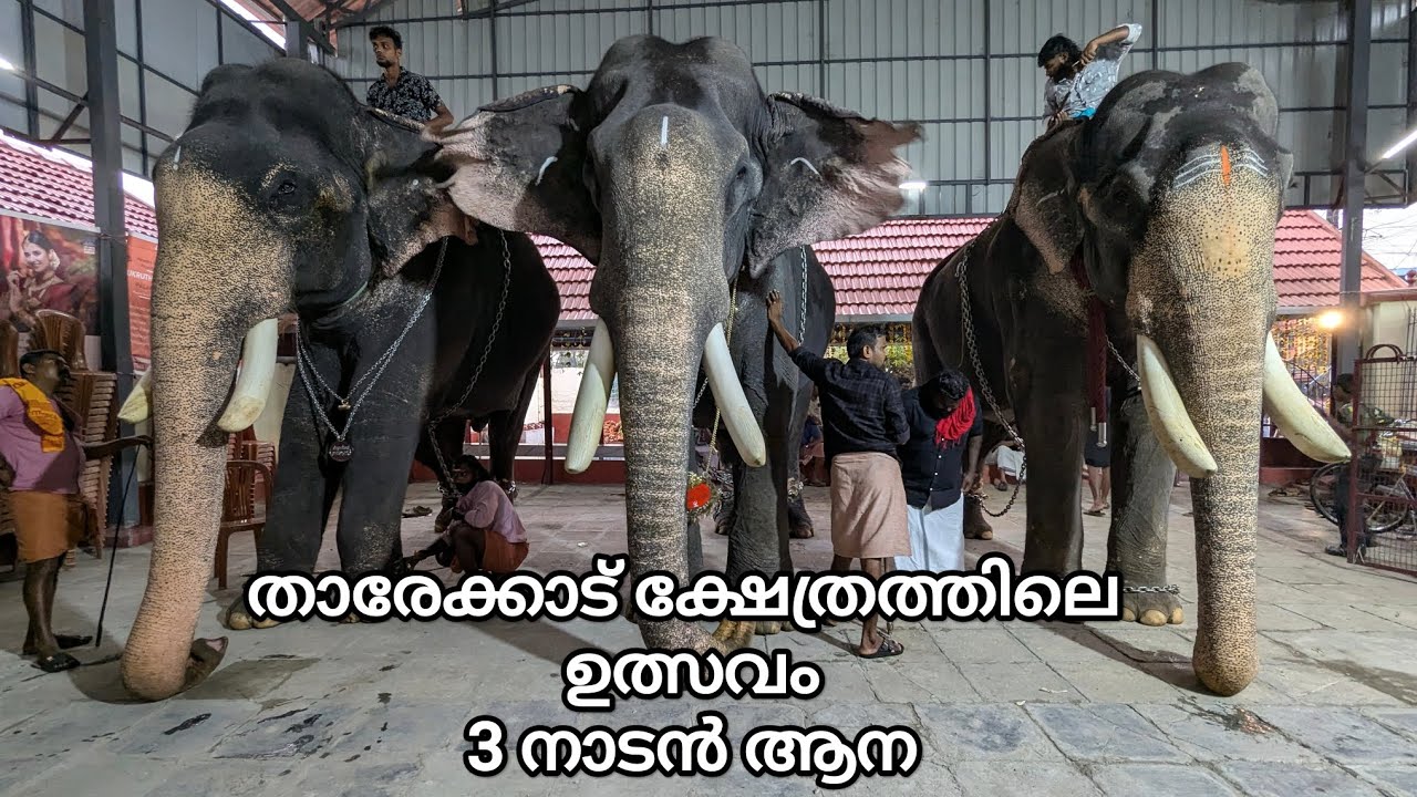 താരേക്കാട് ക്ഷേത്രത്തിലെ ഉത്സവം - 3 നാടൻ ആന #pambadyrajan #palakkad #aana 