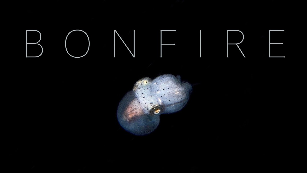 Bonfire Dive - Amed, Bali