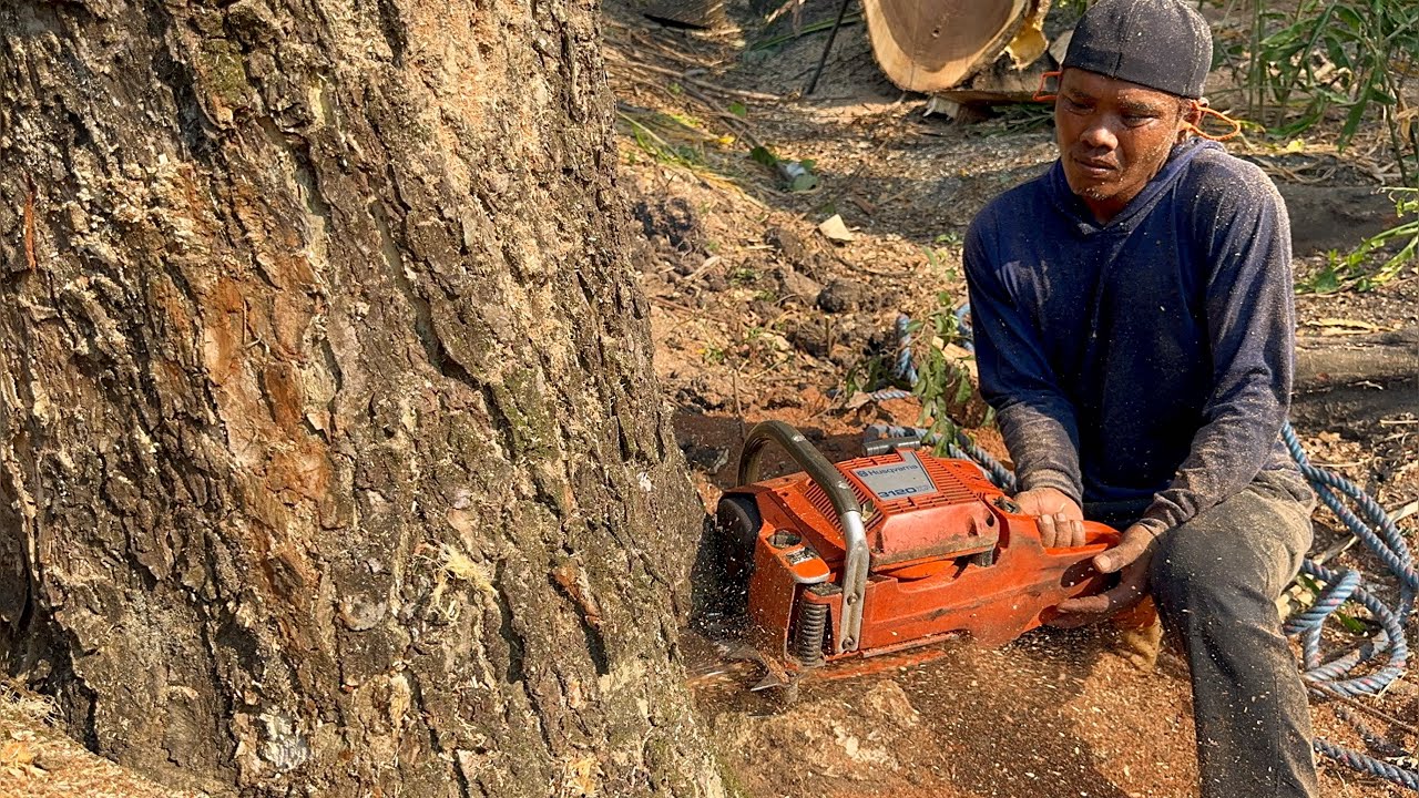 Best skills… Cut down 2 difficult trees easily‼️