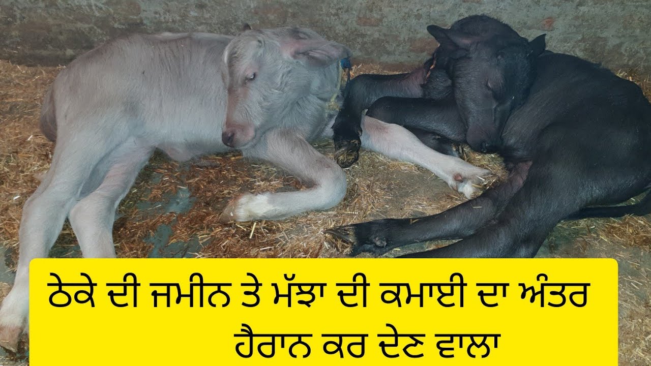 ਠੇਕੇ ਤੇ ਜਮੀਨ ਦੀ ਕਮਾਈ ਜਿਆਦੇ ਜਾ ਮੱਝਾ ਦੀ ਕਮਾਈ ਜਿਆਦੇ ਸਾਰੀ ਵੀਡੀਓ ਧਿਆਨ ਨਾਲ ਦੇਖੋ ਵੇਖ ਕੇ ਰੇਹ ਜਾਉਗੇ ਹੈਰਾਨ
