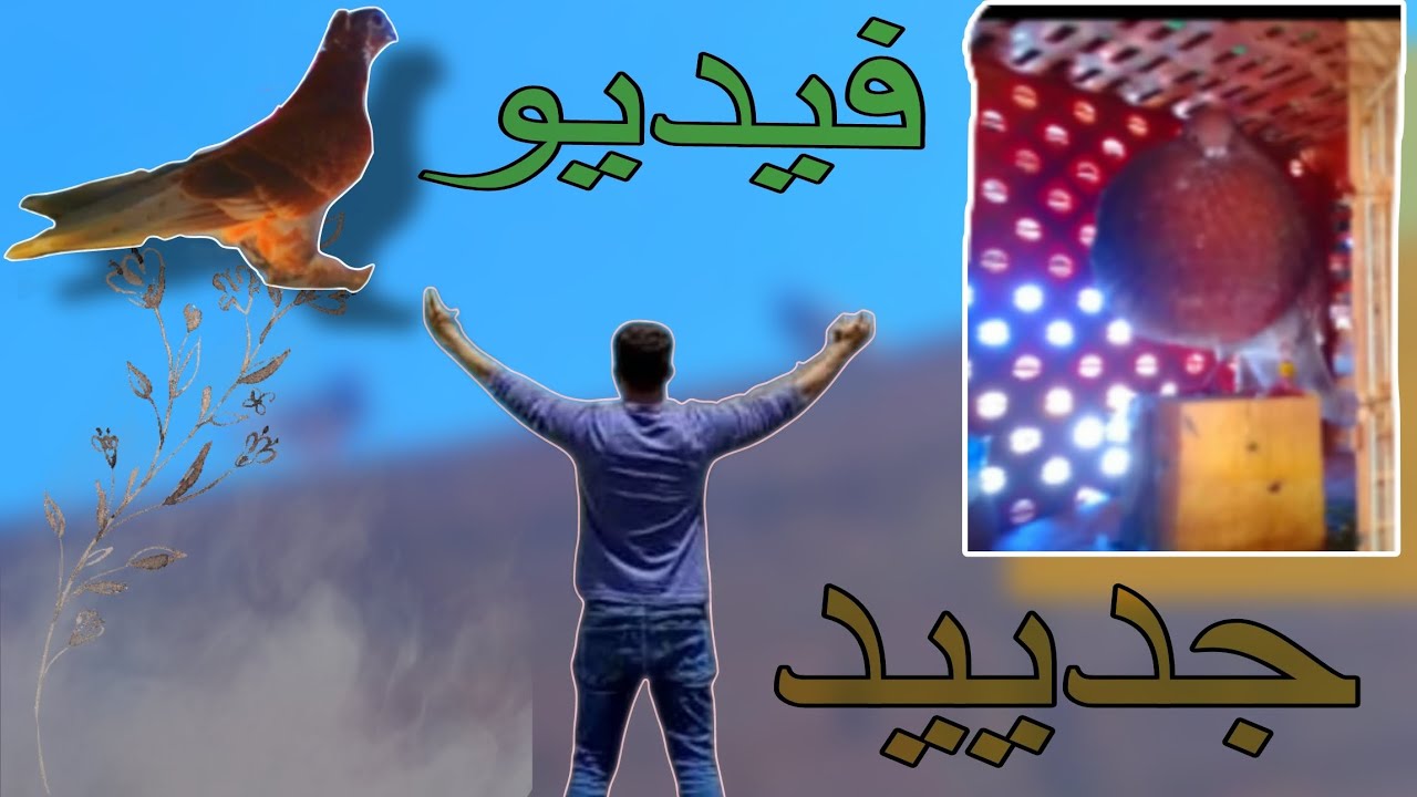 فيديو جديد: توليعة في الحمام🕊🕊+طريقت تركيب الخواتم للفراخ🐣 تاحياتي للجميع❤❤