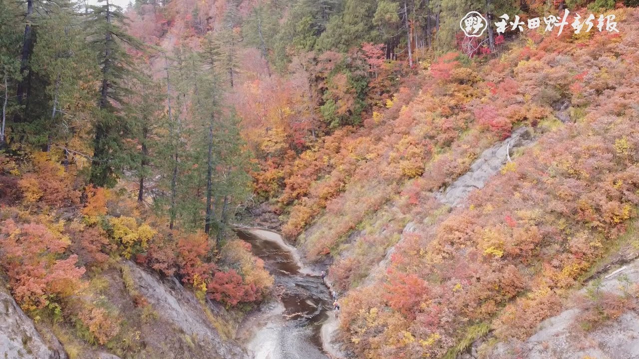 鮮やかな色、赤水渓谷埋め尽くす　北秋田市