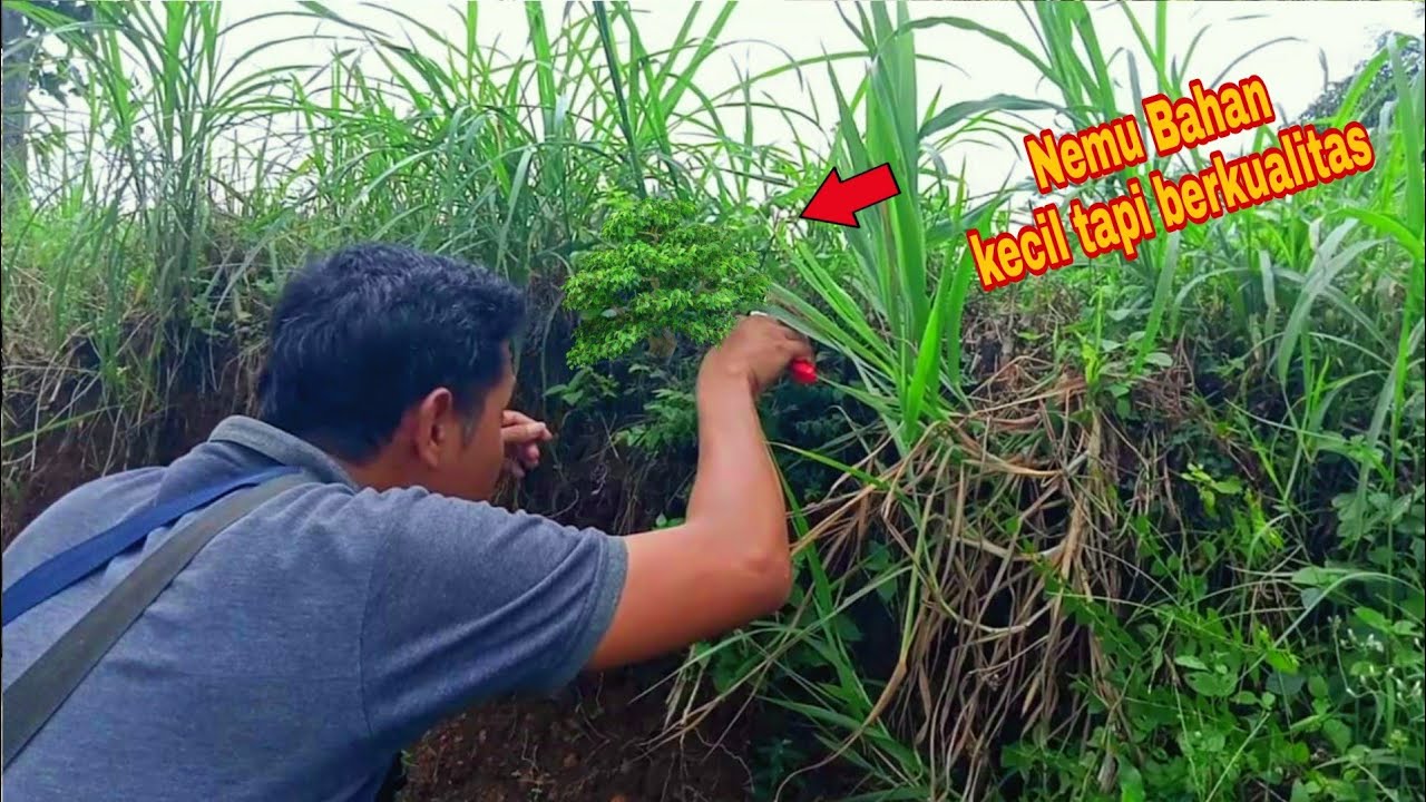 Di benci Petani !!! kolektor bonsai banyak yang punya !!! Tanaman ini melimpah di perdesaan