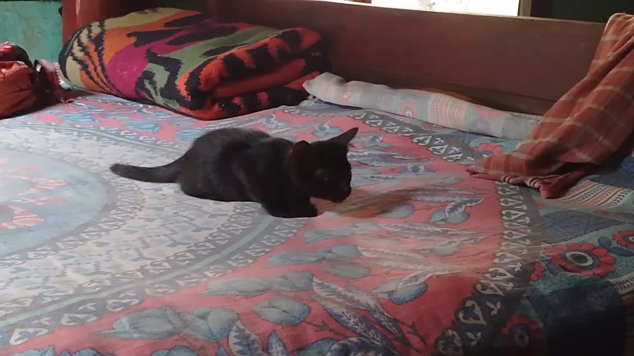 Cat game
