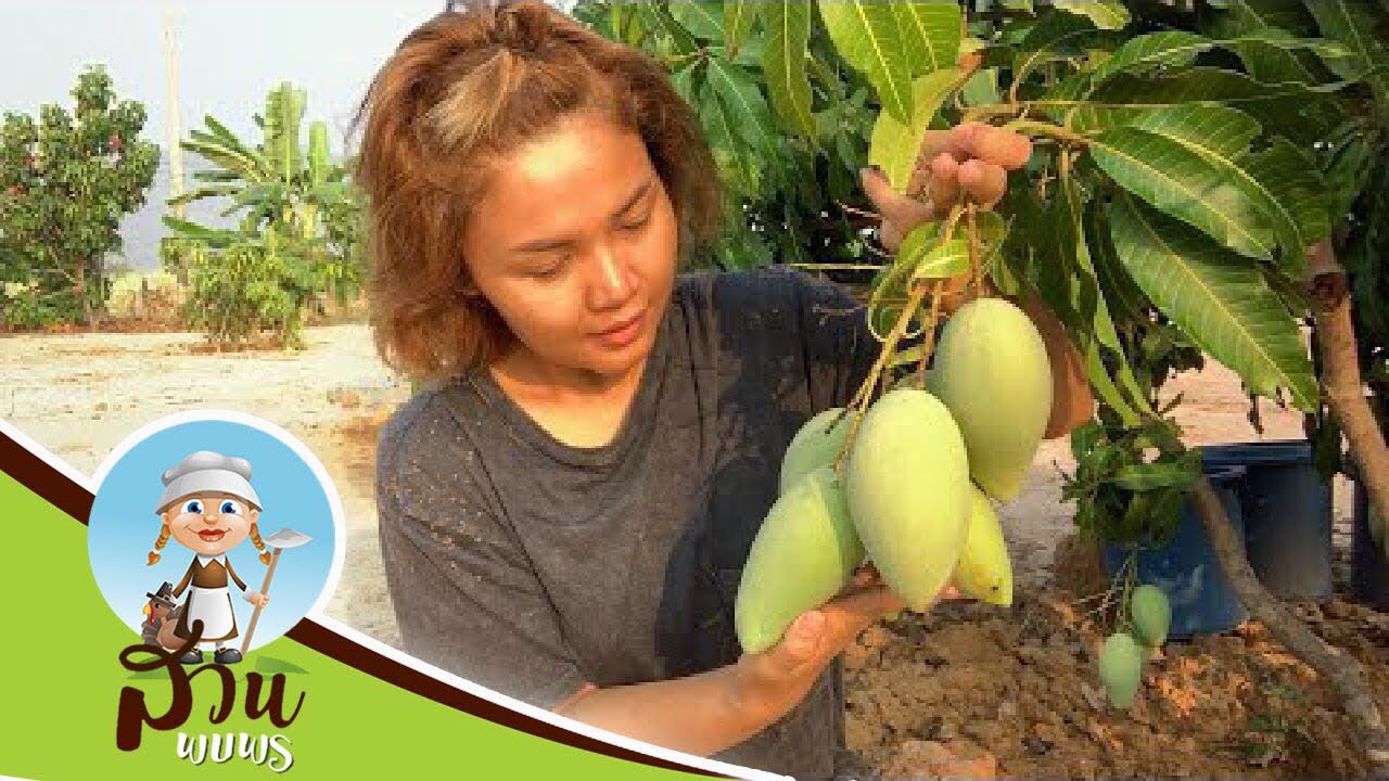 เก็บผลไม้ไปฝากคนกรุงเทพจั๊กหน่อยล่ะวา - ตั๊กแตน ชลดา | สวนพบพร