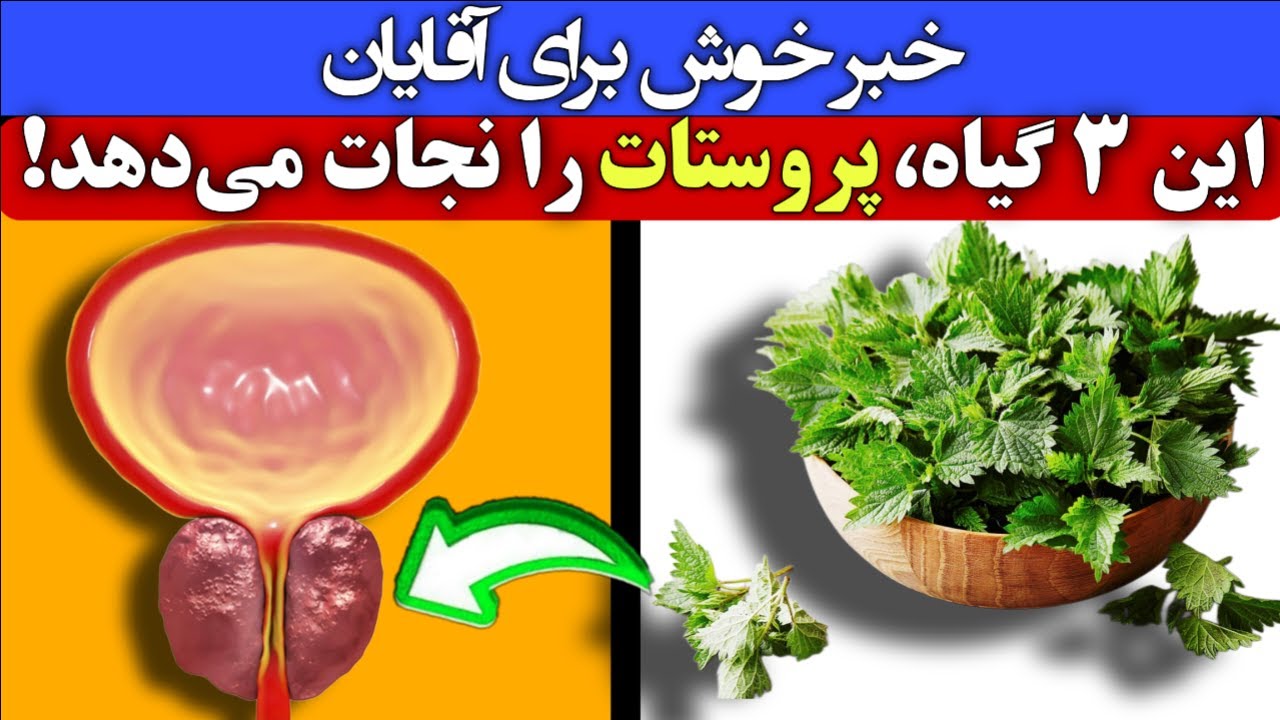 کشف جدید در درمان بزرگی پروستات| ۳ گیاهی قدرتمند که راحت پروستات را کوچک می‌کند! آقایان حتما ببینند!
