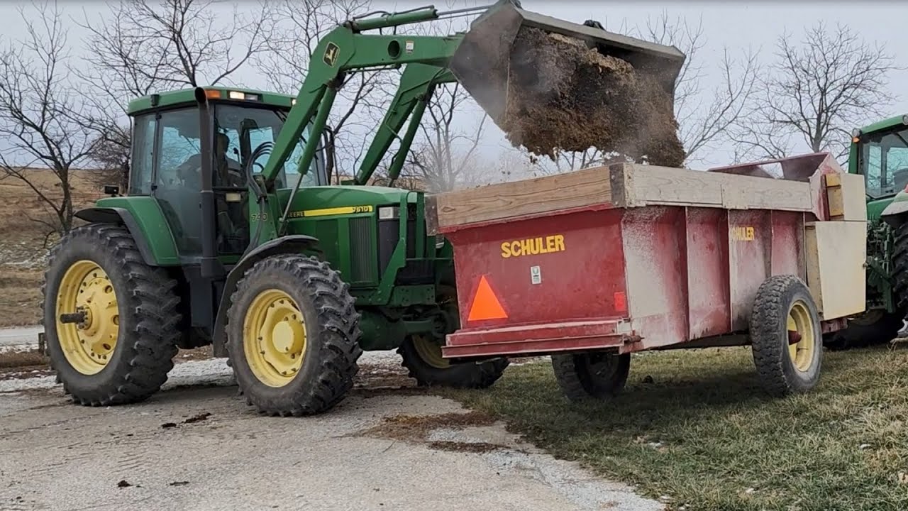 Feeding Cattle The First Load of Corn Silage