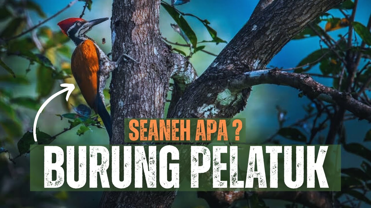 Burung Pelatuk: Arsitek Lubang di Alam Liar