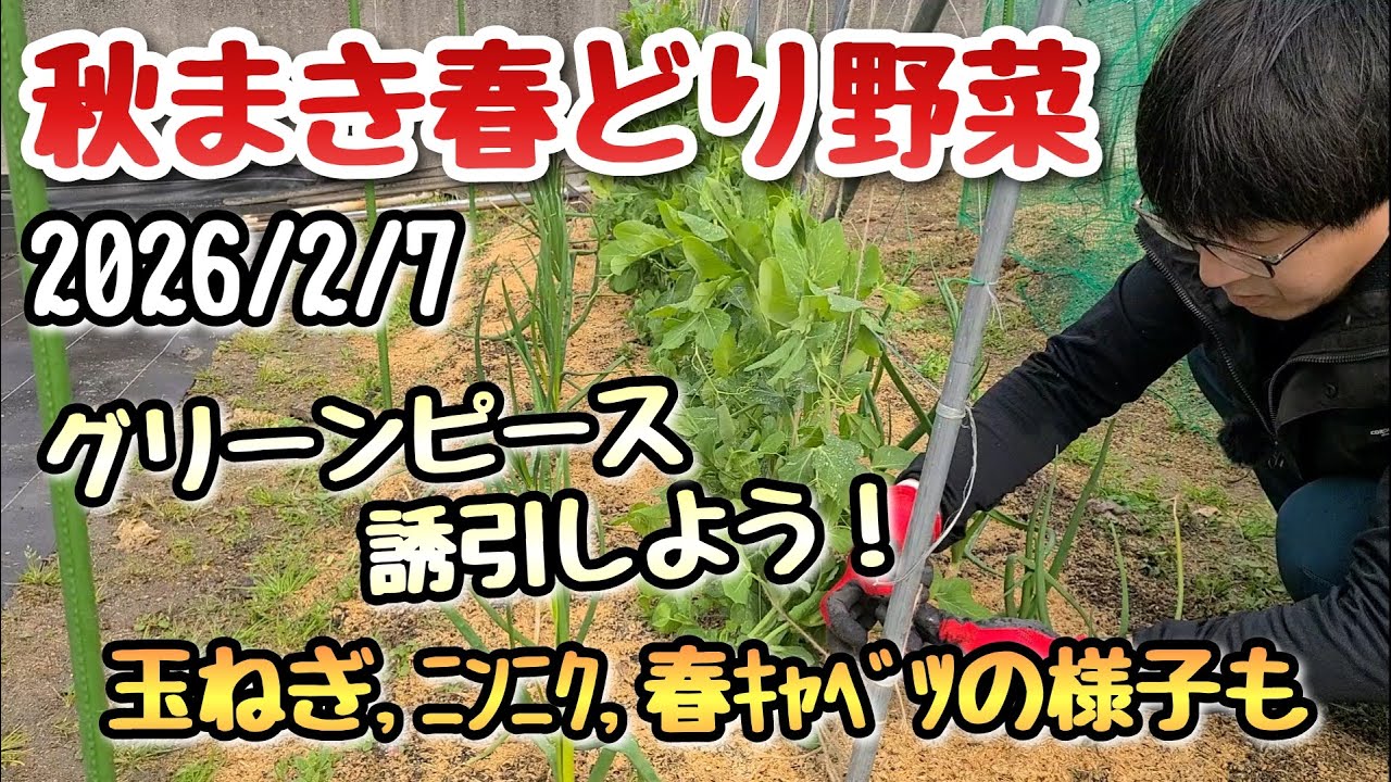 【秋まき春どり野菜】2月7日時点の様子とグリーンピースの誘引