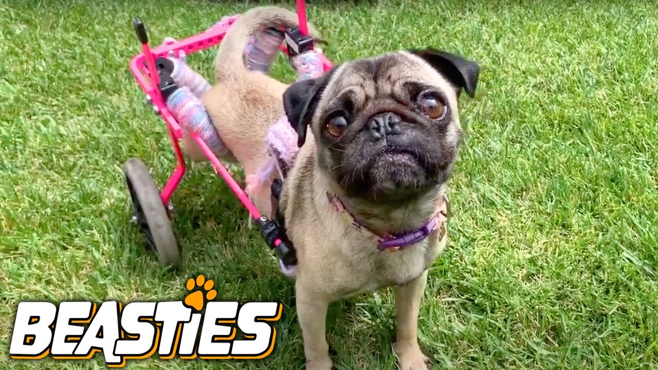 Meet Dixie The Disabled Pug | BEASTIES