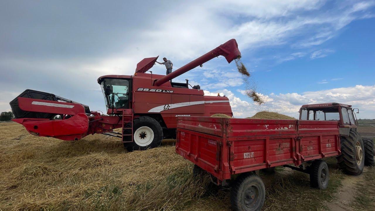 ARPA BİÇMEYE BAŞLADIK | LAVERDA 28.60 vs NEW HOLLAND 80-66 - İLK ARPA HASADI VERİMLER ZAYIF