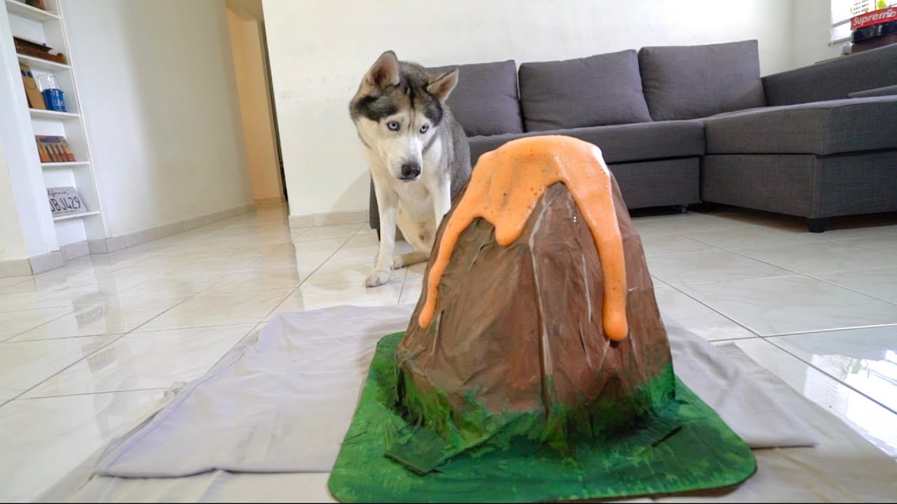 My Husky Reacts to Volcano Eruption!