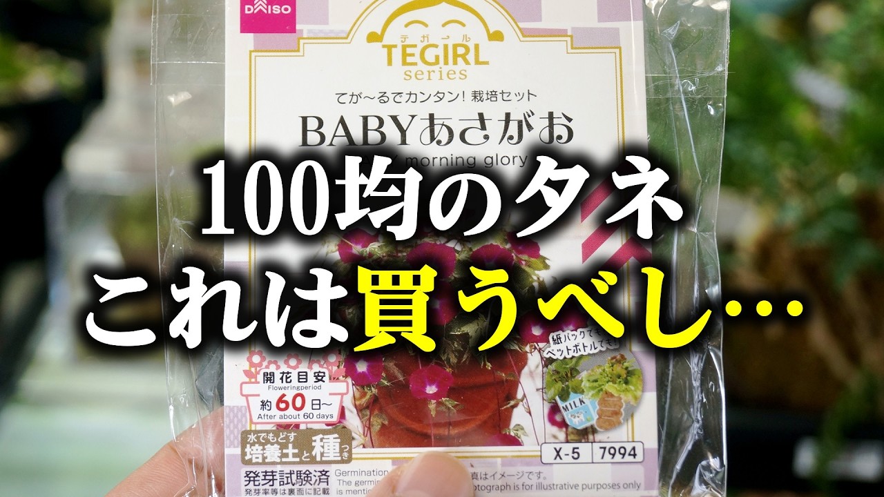 園芸YouTuberが100均の斑入りアサガオに翻弄、室内で花は咲いたのか！？【ダイソー観葉植物】