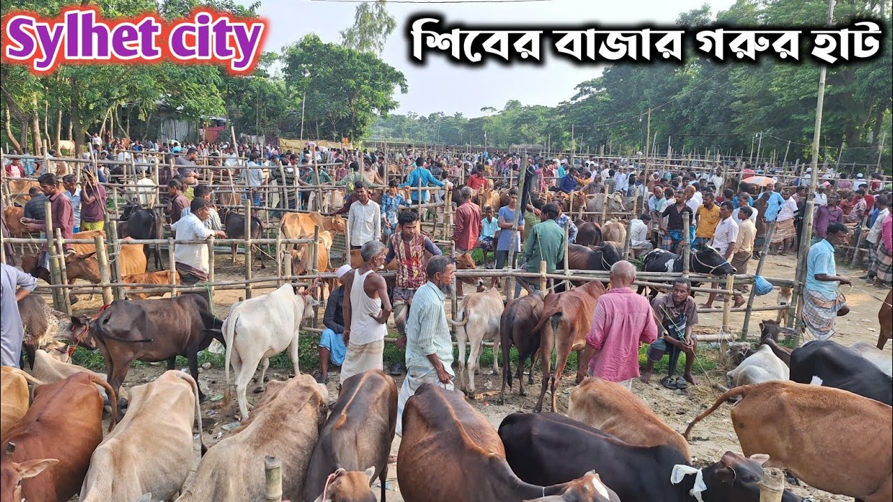 শিবের বাজার গরুর হাট ২০২৫ – কোরবানির সেরা গন্তব্য? [Sylhet Bazar Vlogs]