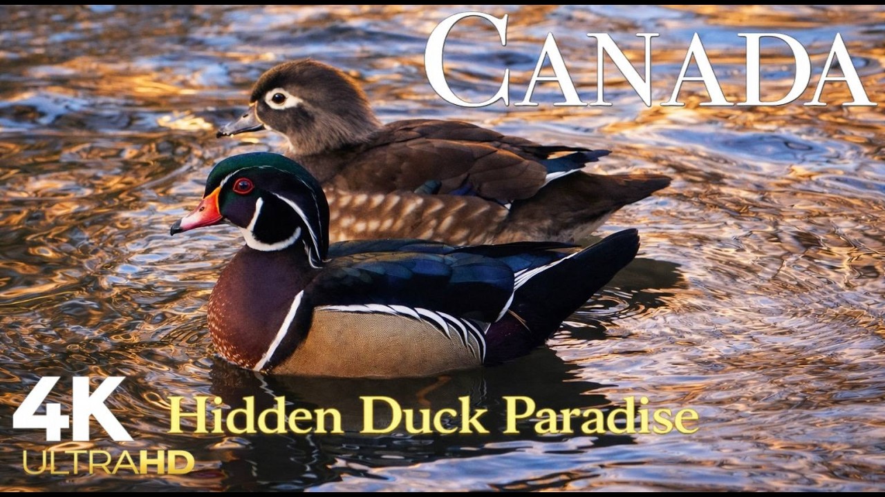 A Hidden Duck Paradise in Maple wood Flats Loop | Relaxing 4K