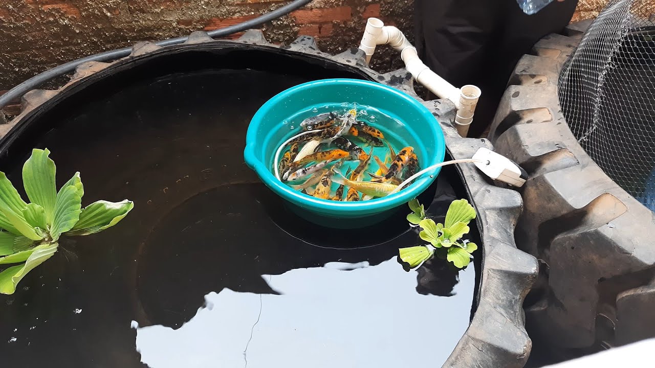 Laguinho para Carpas com Pneu de Trator