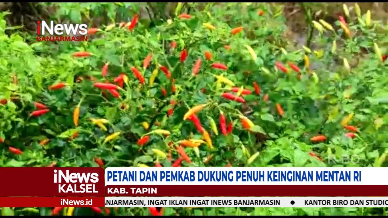 PETANI CABAI HIYUNG DUKUNG PENUH KEINGINAN MENTAN RI ATASI INFLASI