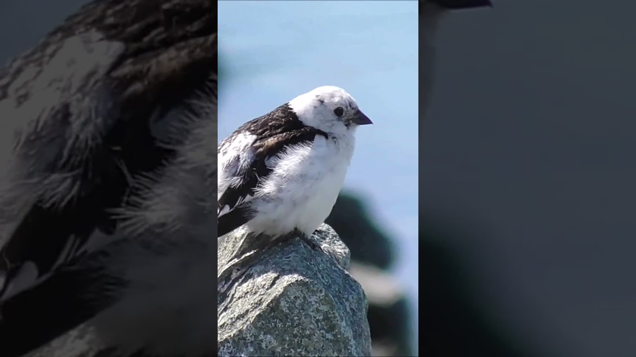 Snow Bunting Singing #shorts