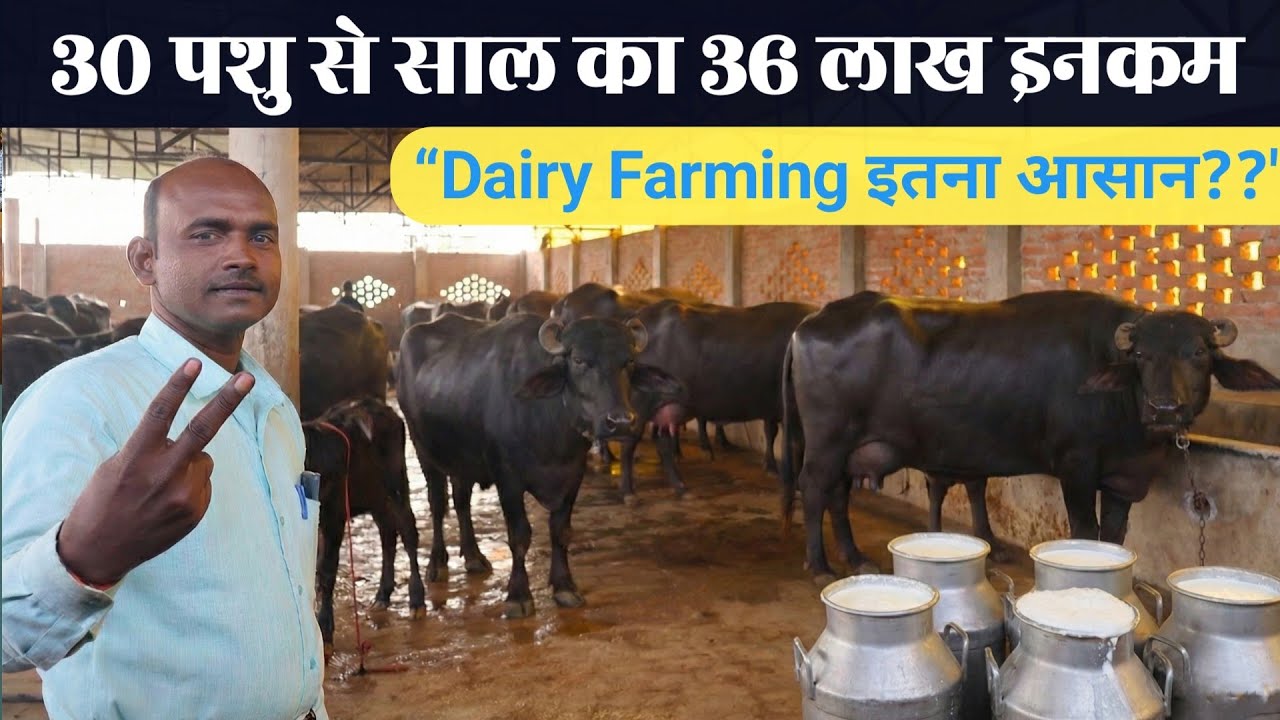 20 साल से Dairy Farming | 250–300 लीटर दूध रोज! | 30 जानवरों से ₹36 Lakh Turnover
